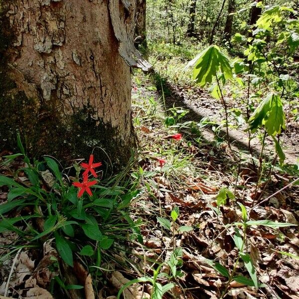 Silene virginica Flower