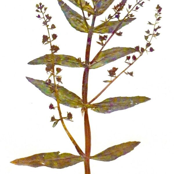 Veronica anagallis-aquatica Feuille