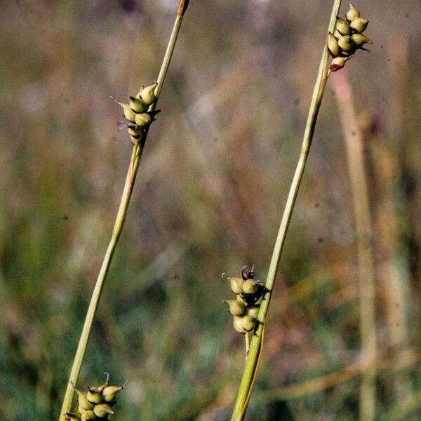 Carex vaginata 果實