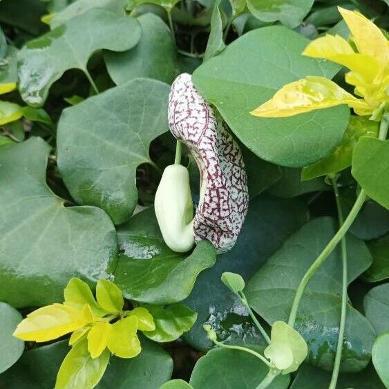 Aristolochia littoralis Çiçek