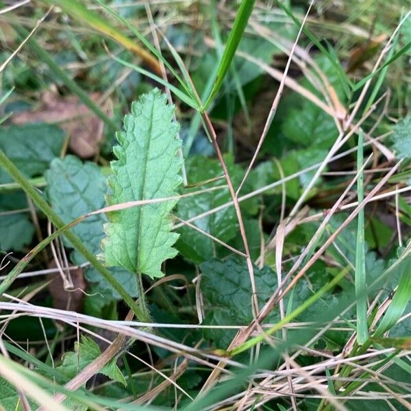 Betonica officinalis Leaf