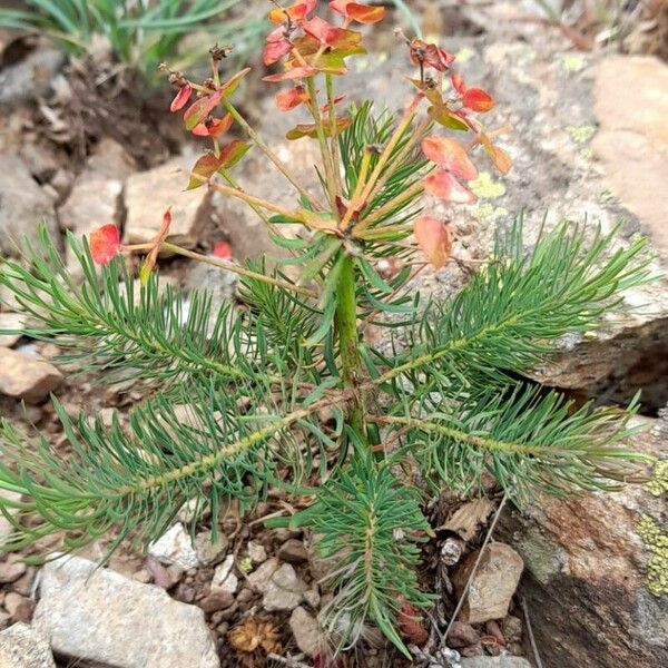 Euphorbia cyparissias Natur