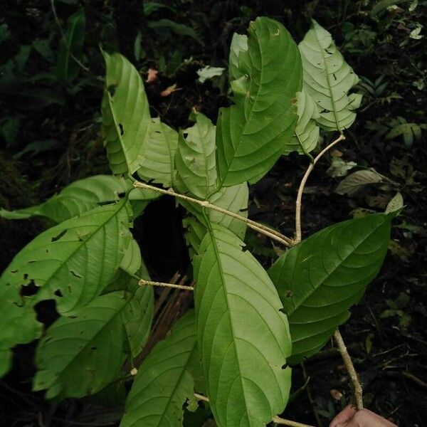 Salacia cordata List