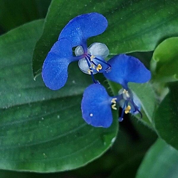 Commelina benghalensis Žiedas