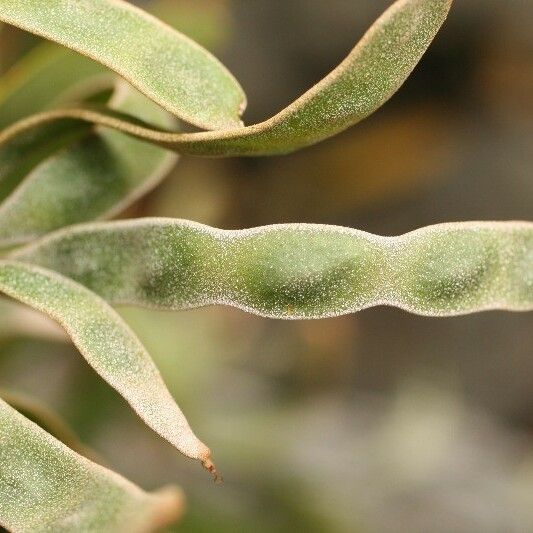 Acacia heterophylla Fruchs
