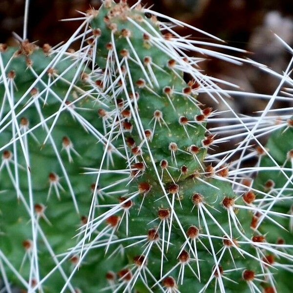 Opuntia polyacantha Deilen