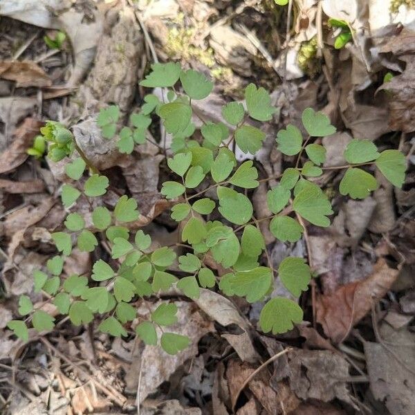 Thalictrum dioicum List