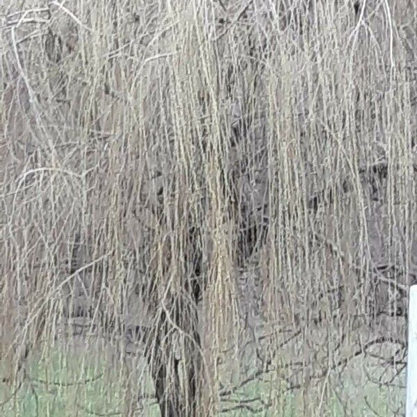 Salix × pendulina Habit