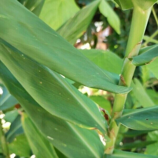 Hedychium flavescens Leaf