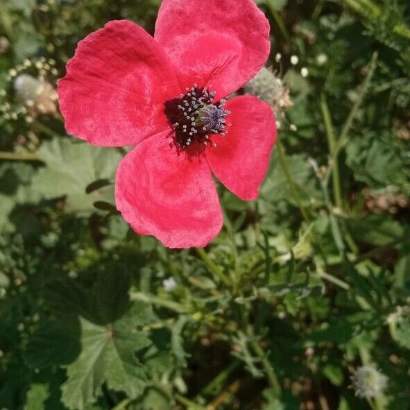 Papaver hybridum Цвят