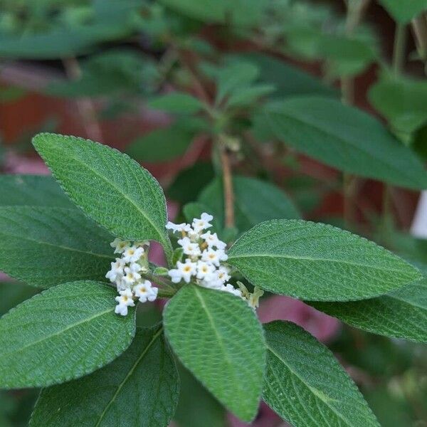 Lippia origanoides Flower