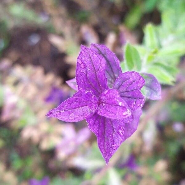 Salvia viridis 其他