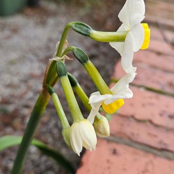 Narcissus tazetta Blodyn