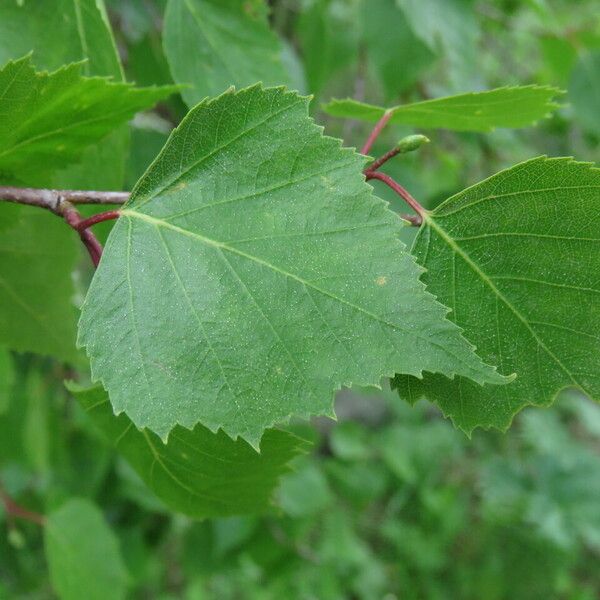 Betula pendula पत्ता