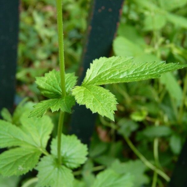 Geum urbanum Frunză