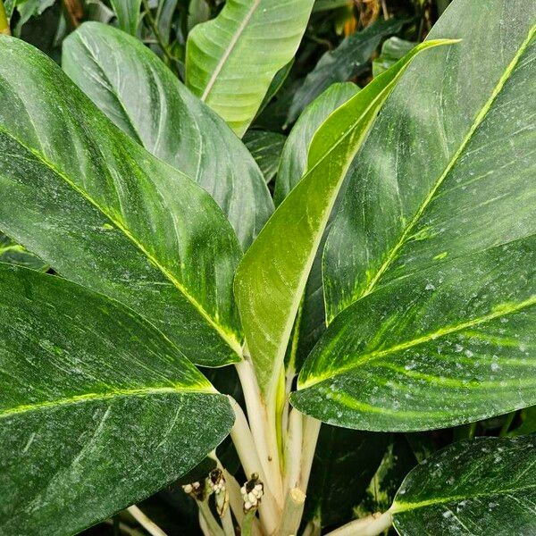 Dieffenbachia oerstedii Levél