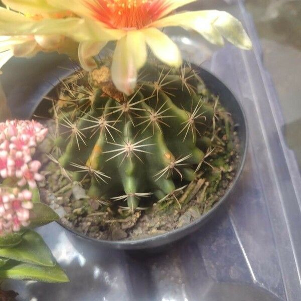 Thelocactus setispinus Leht