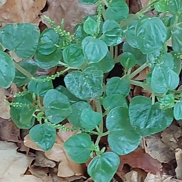 Peperomia pellucida Folha