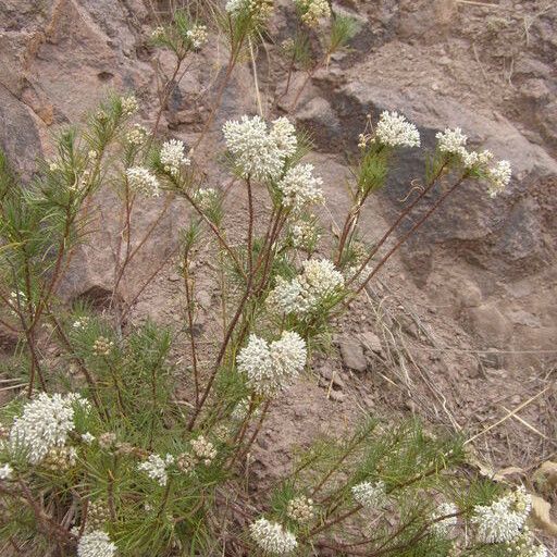 Asclepias linaria Habitus