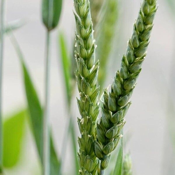 Triticum aestivum Ліст