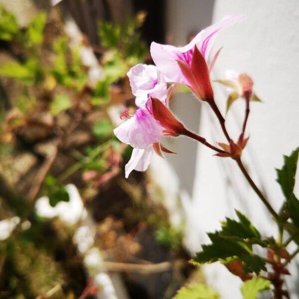 Pelargonium graveolens Kwiat