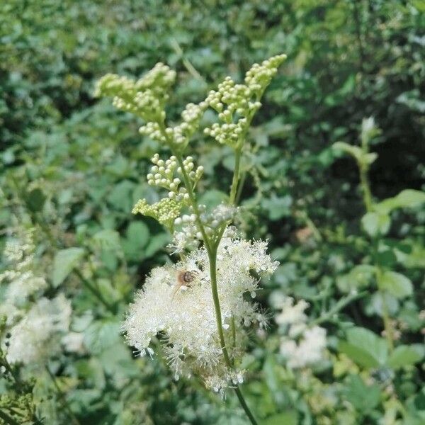 Filipendula ulmaria Květ