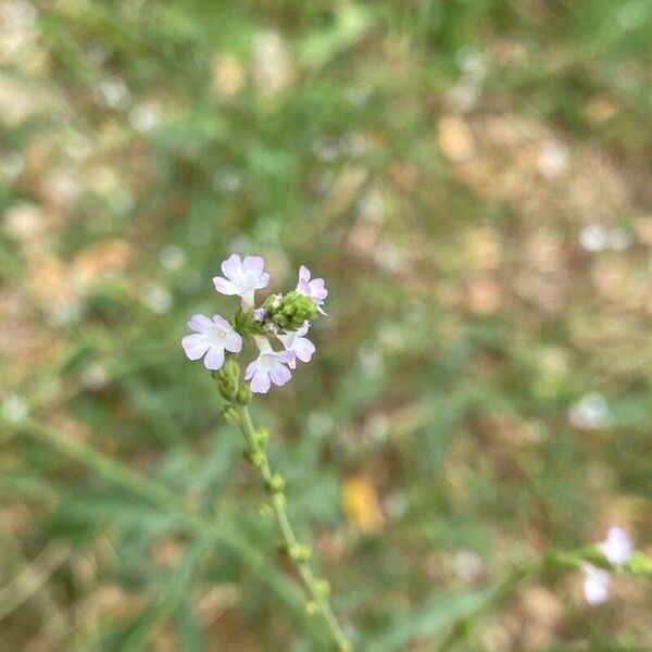 Verbena supina Floare