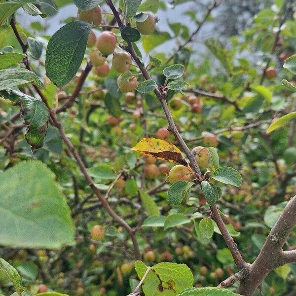 Malus baccata Frugt