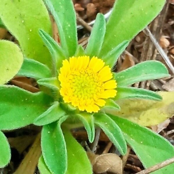 Asteriscus aquaticus Flower