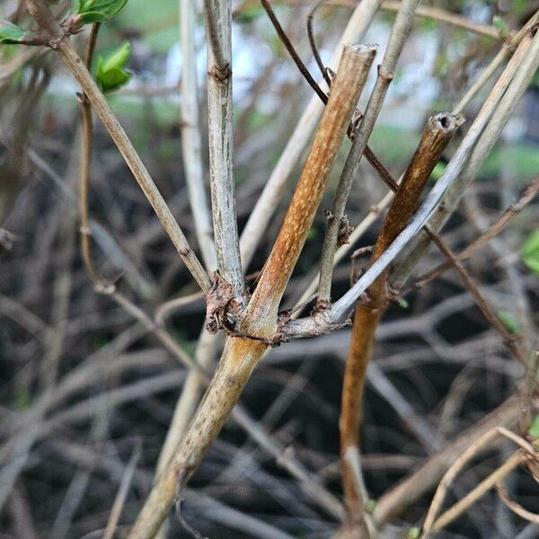 Lonicera caerulea Kůra