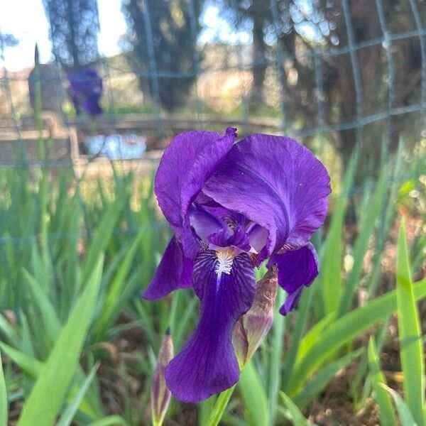 Iris pumila Flors