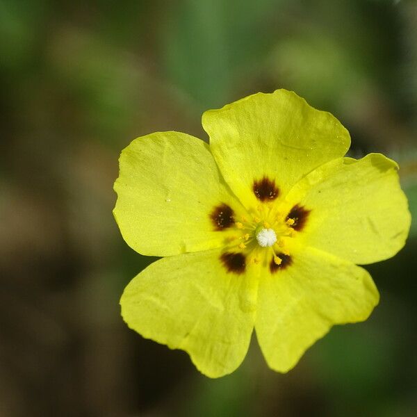 Tuberaria guttata 花