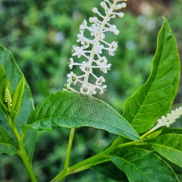 Phytolacca americana Květ