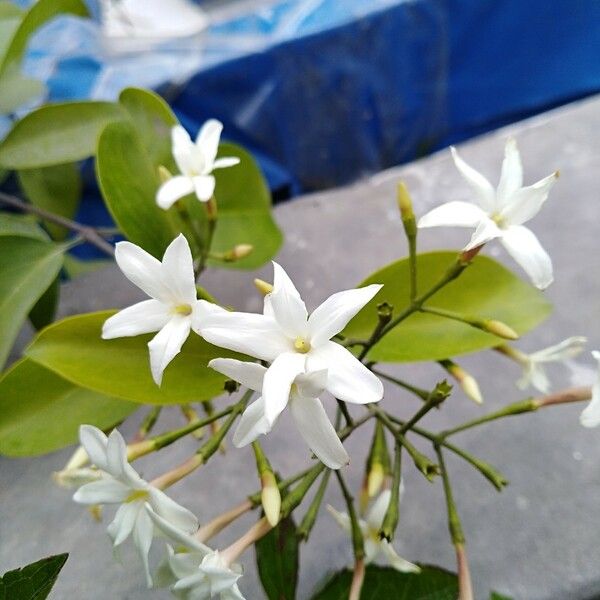 Jasminum neocaledonicum Hoja