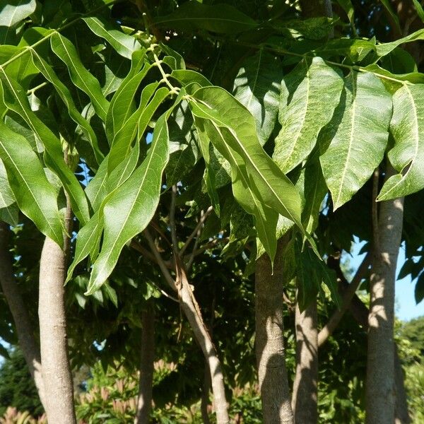 Sapindus saponaria Feuille