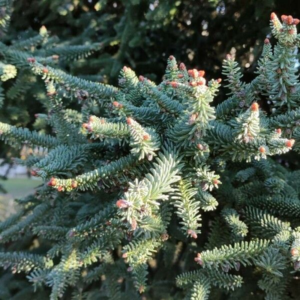 Abies pinsapo Deilen