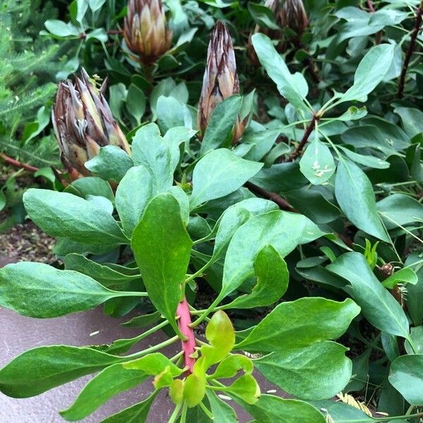 Protea cynaroides Frunză
