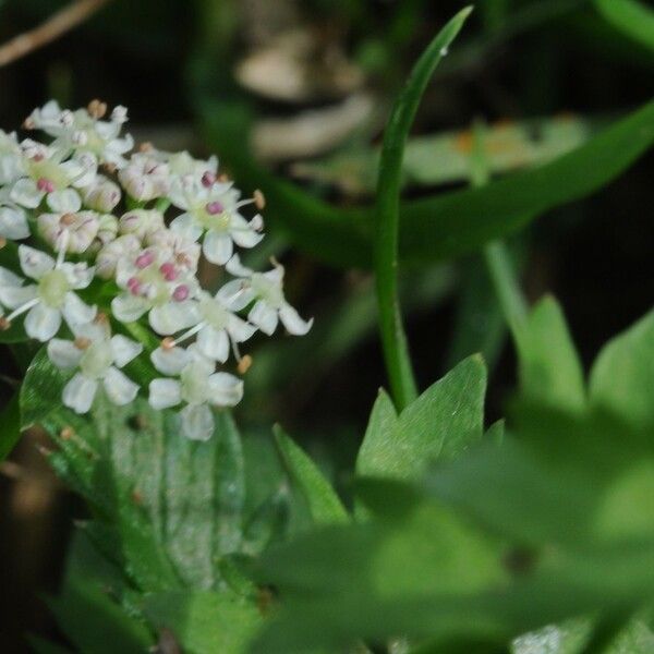 Helosciadium repens Egyéb