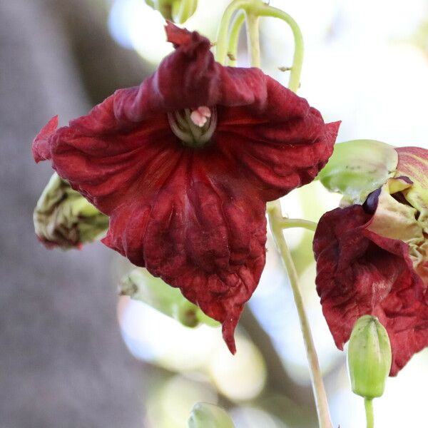 Kigelia africana Flor