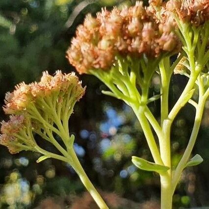 Hylotelephium maximum Flower