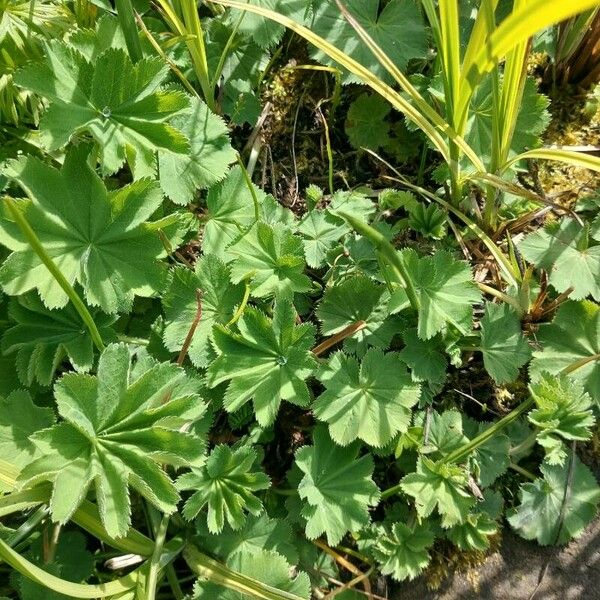 Alchemilla xanthochlora Φύλλο