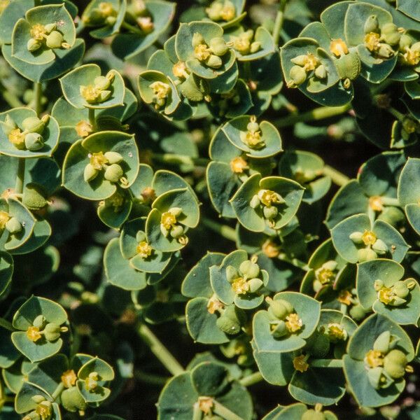 Euphorbia portlandica Flower