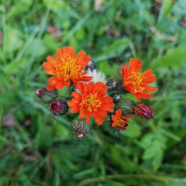 Pilosella aurantiaca Flors