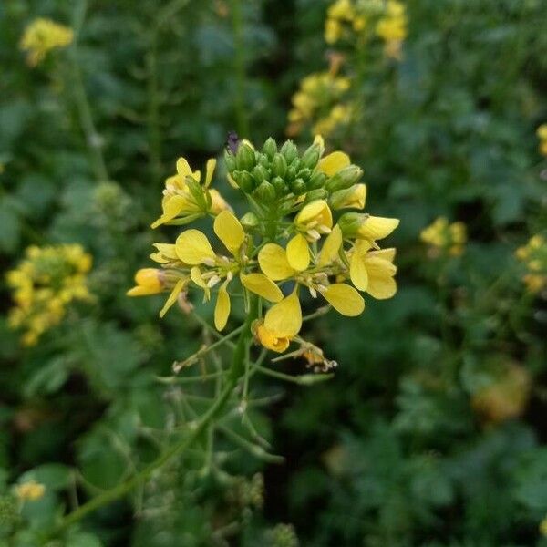 Sinapis alba Blomst