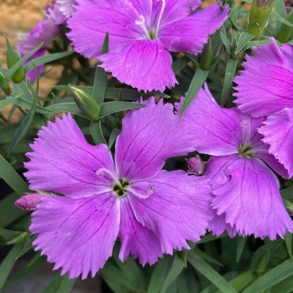 Dianthus pavonius Flor