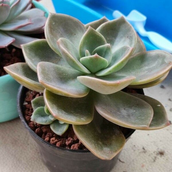 Echeveria gibbiflora Blatt