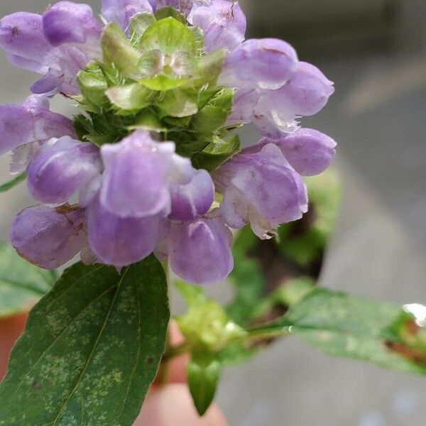 Prunella vulgaris Kvet