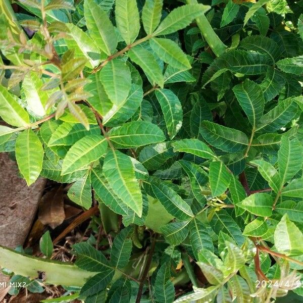 Schinus terebinthifolia 葉