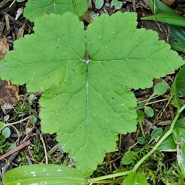 Tiarella trifoliata Листок