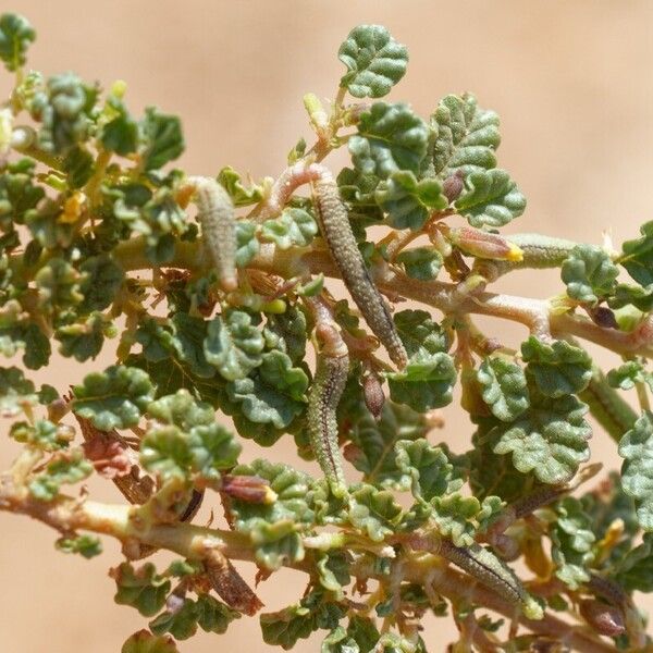 Corchorus depressus Fruit